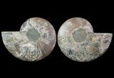 Cut & Polished Ammonite Fossil - Agatized #64933-1